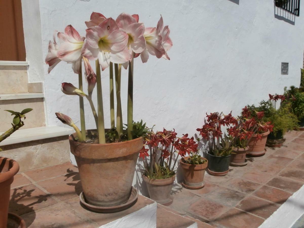 Casa Alta B&B Torrox Extérieur photo